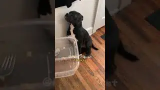 #funnycats #fyp #funny #pets #catlover #cat #fouyou#dog
