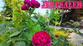 Beautiful Park in the Heart of JERUSALEM. Rose Garden Israel. HOLYLAND Walk 2025