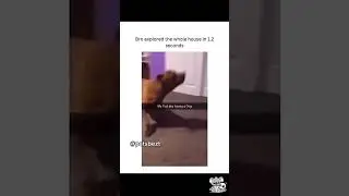 Cute and funny dogs compilation😂 #funnydog #funnypet #cutedog #dogsoftiktok #doglover #dog #fyp