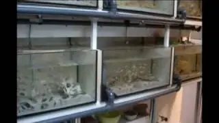 Der Zierfisch-Store | Unsere Anlage