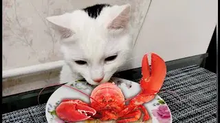 🍤 Cat @catTwist  is a gourmet 🍗🍽️Funny videos with a cat😸