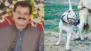 legend Very Very Hard Pakistani Bully Bloodline Dog Name MOTi 302 Owner Syed Rahat Abass Shah #dog