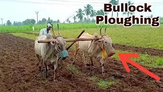 Bullock cart ploughing in land working...🐂