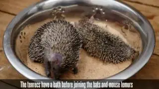 Bats, mouse lemurs, and tenrecs move home at the Tropical Butterfly House