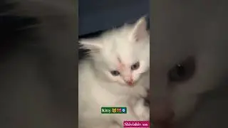 Snow White Billi ❄️😺 | Cute & Innocent Moments #love #trendingreels #viralvideo #adorablevideo