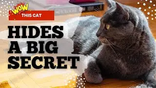 Russian Blue Cat: The Secret Behind Their Mysterious Glow!