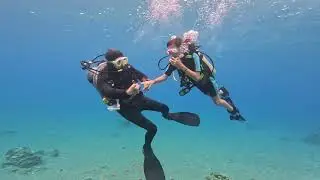 Samar sands   Red sea diving   Solomon mount