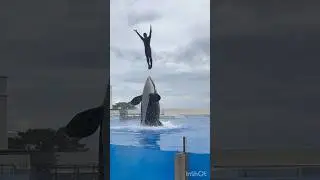 シャチと一緒にジャンプ。 #神戸須磨シーワールド #kobesumaseaworld #killerwhale #シャチ #orca #須磨シーワールド #オルカラバー