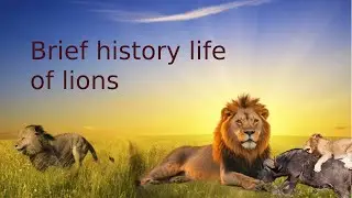 The King of the Jungle: Unveiling the Secrets of Lion Behavior and Social Structure