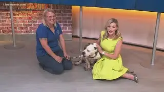 Foster pet speed dating!