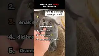 Ranking Best Angry Cat Moments