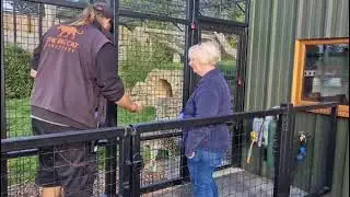 The Big Cat Sanctuary, Feeding Leopard
