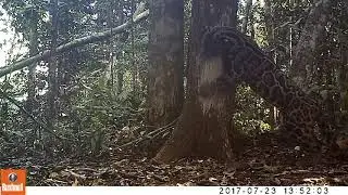 Sunda Clouded Leopard (Neofelis diardi)