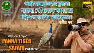 Exploring Panna Tiger Reserve | পান্না অভয়ারণ্যে ভ্রমণ, মাডলা গেট থেকে সকালের জঙ্গল সাফারির অভিজ্ঞতা
