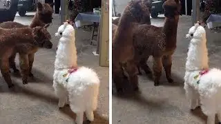 Alpacas Get Scared By Life Size Alpaca Toy