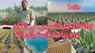 زراعة النخيل النسيجي في العراق 🇮🇶 ثورة زراعية قادمة نخيل للبيع مزرعة بشير المسعودي العراق 🇮🇶 بابل
