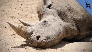 Kill One Rhino To Save Them All