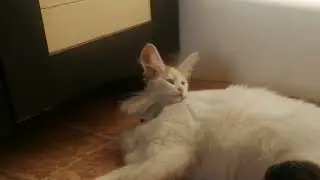Она решила остаться...