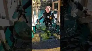How to go diving at Blue Grotto in Florida 🤿👌 #scubadiving