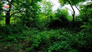The Forest - Energy for Better Mood | Chill Relaxing Sounds to Deep Relaxation ~ Relax/Study/Sleep