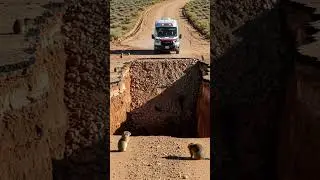 Gophers ने बचाई Ambulance 😱 | Real  #viral short  #shorts_ #wildlife #ambulance  #ai  #birds