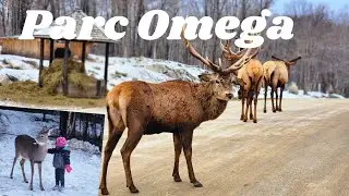 Parc Omega| Drive through safari in Quebec | Animal Safari | Canada