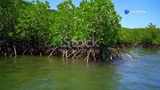 Mangroves: Guardians of the Coastline