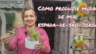 COMO MULTIPLICAR MUDAS DE MINI ESPADA-DE-SÃO-JORGE