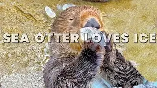 These Rescued Sea Otters Love Playing in the Ice