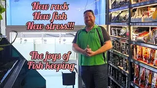 Inbrace the pain......more tanks, mean more fish, which means more awesomeness!!!!!!!