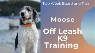 Saint Berdoodle | 7mo &ldquo;Moose&rdquo;  | Astounding St. Berdoodle Off Leash Obedience