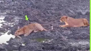 LEÃO ATACA LEOPARDO