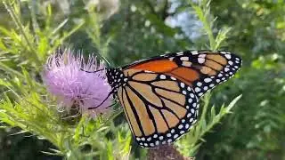 Goldenrod and Thistle 🦋 Quiet Moments