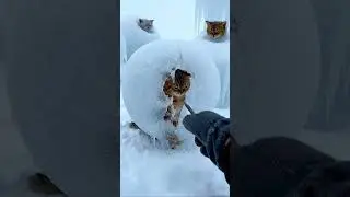 Frozen in Silence: Hyper-Realistic Cat Rescue Trapped in Ice
