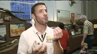 When Termites Swarm, Homeowners Must be Vigilant