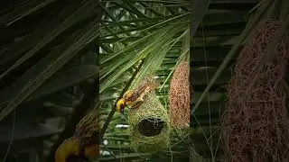 Masterpiece best building by world&rsquo;s most skilled architecture #nikonindiaofficial #birds #nature