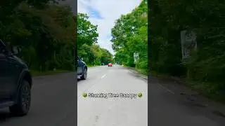 Sarangani Province 🇵🇭picturesque road where trees create natural canopy #treecanopy