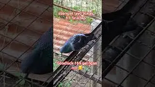 MANIFESTING OA🏆 PUF/MPFL FR1 FINAL LAP #trending #pigeon #birds #viralvideo #jepoylofttv