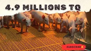 Morning form piggies 🐖 #pig #pigfeed #agriculturebusiness #highlights