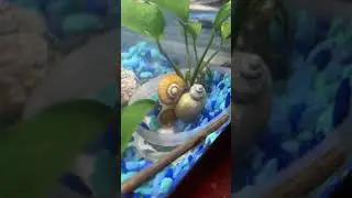 Blue and yellow mystery snail mating behavior?