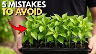 5 Mistakes You Must NEVER Make When Growing Peppers