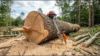 From Forest to Finished Product 🌲 | Inside the Factory Full Manufacturing Process