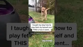 Super smart dog fetch by self #amazing #funny #dog #smart #shorts