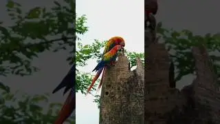 #macaw #reels #birds #viral #parrot #public #amazon #mcu #macawbird #allmacaw #macawbird