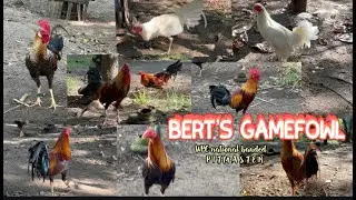 Gamefowl Enthusiasts: Only in the Philippines/Filipino all time sports /Breeding is fun