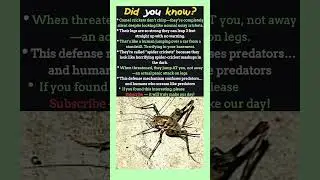 6 Camel Cricket Facts That Sound Totally Fake (But Are 100% Real!)