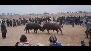 [AllPakistan BuffaloFight] / TOFAN 💪.VS. Sultan 💪/. (kushte Mila D G Khan 🥰) Sultan 💪 Vin ❤️&zwj;🩹😎🦅