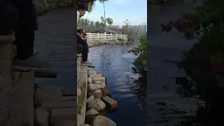 Ikan kolam #batamisland #viralshort