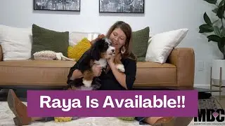 Raya Our Beautiful F1 Mini Bernedoodle Puppy | She is still availbable!!