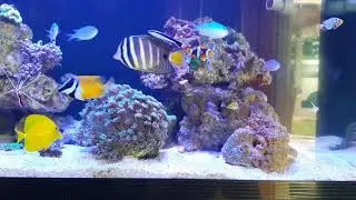 New premium true percula and frosbite clownfish